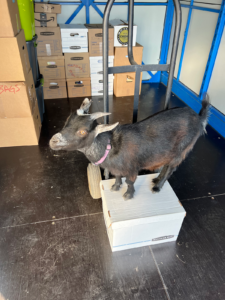 A small pygmy goat standing on top of a white box that is on a hand truck, inside a storage container. 